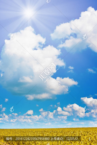 麥田和多云的天空與太陽