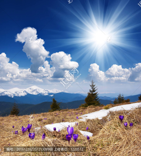 春天的風(fēng)景與多云的天空和Flower