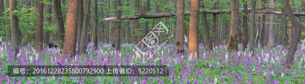 春天的花朵