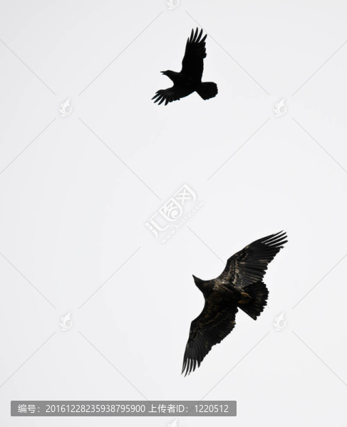 黑烏鴉與禿鷹