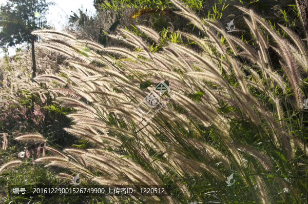 草的花