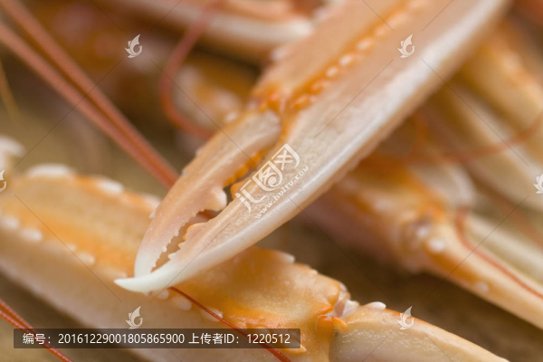 鉗螯