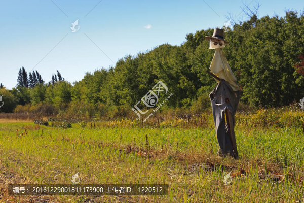 稻草人在Field