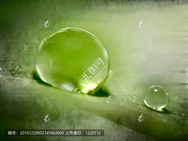 綠草上滴水珠
