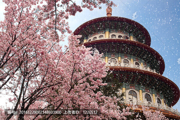 櫻花；寺廟與藍(lán)天
