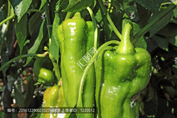 青椒分溫室
