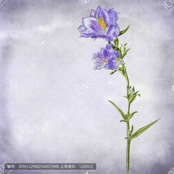 風(fēng)鈴草的水彩畫