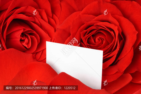 紅玫瑰和花瓣中情人節(jié)卡片