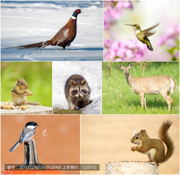 野生動(dòng)物拼圖。