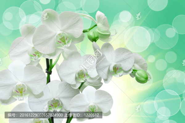蘭花花的特寫