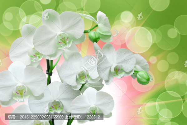 蘭花花的特寫(xiě)