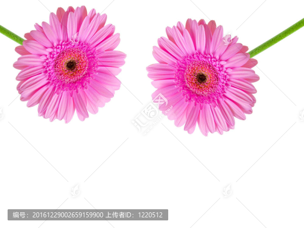 Gerber的花