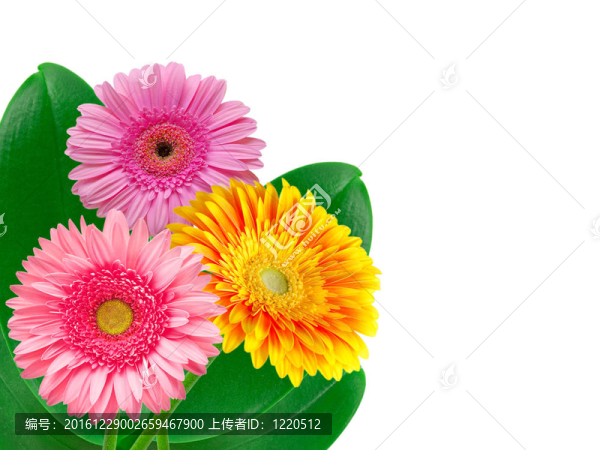 Gerber的花