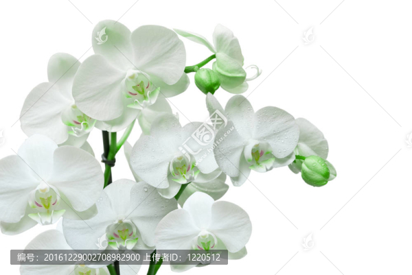 蘭花