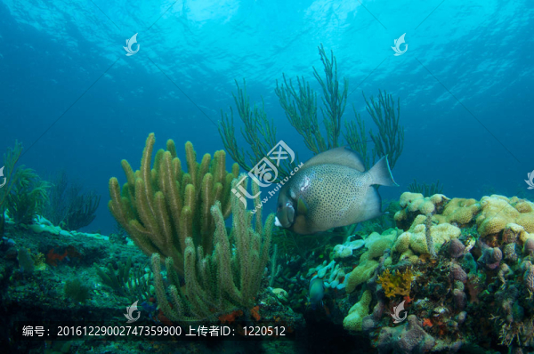 灰神仙魚游泳在淺水珊瑚礁架。