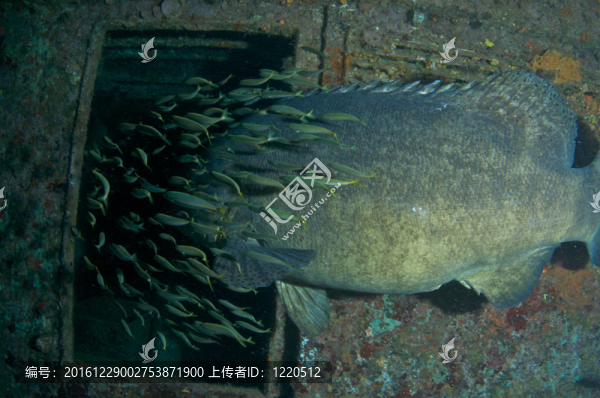 一個(gè)小餌魚游泳護(hù)送到沉船大巨人石斑魚。