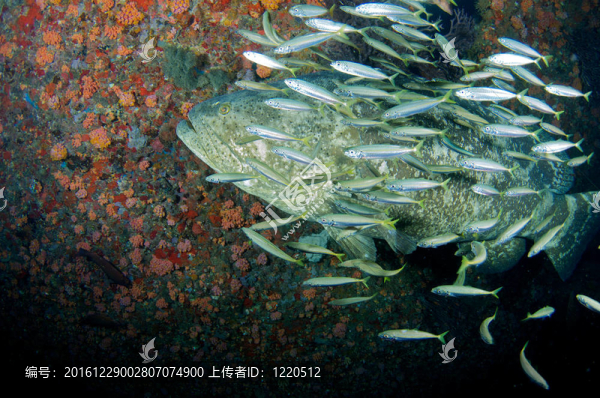 大巨人石斑魚(yú)和小餌魚(yú)游泳護(hù)送下沉船。