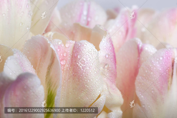 郁金香與水滴