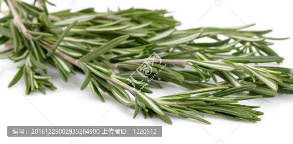 白底迷迭香