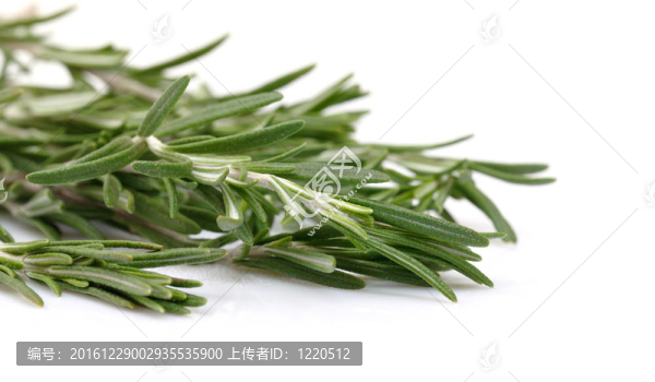 白底迷迭香