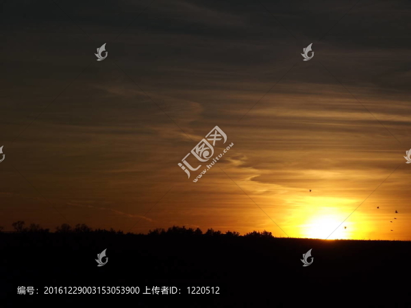 夕陽(yáng)下的鳥兒