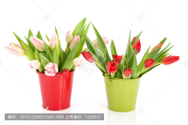 桶的郁金香