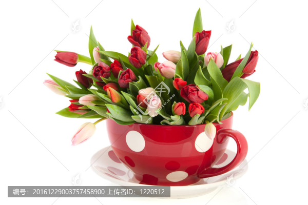 大杯子和茶托郁金香