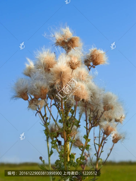 薊植物種子