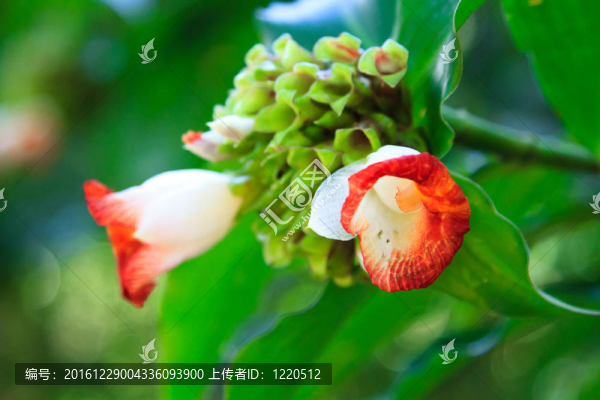 喇叭花開