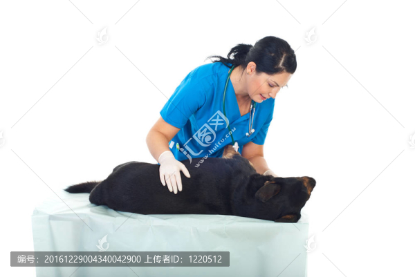 獸醫(yī)檢查狗