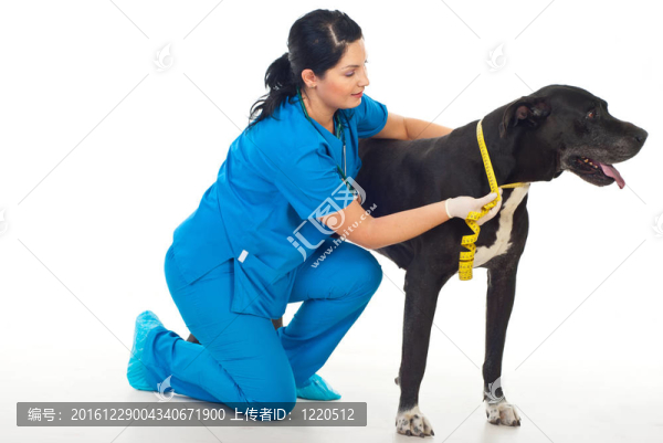 獸醫(yī)測(cè)量犬頸