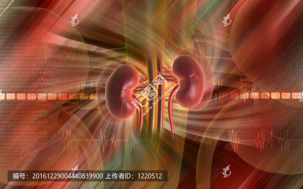 腎
