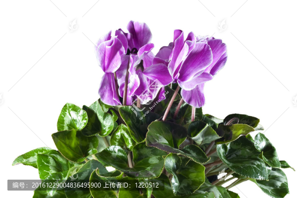 仙客來粉紅色斑駁