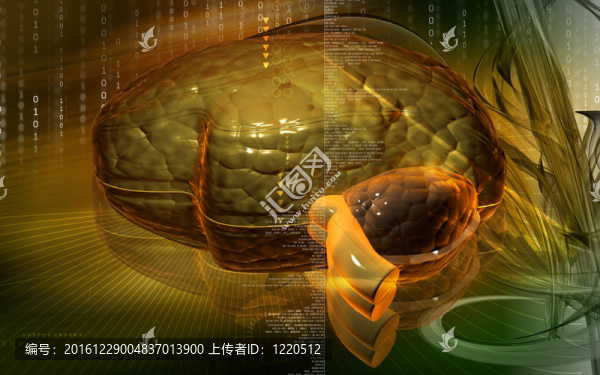 腦