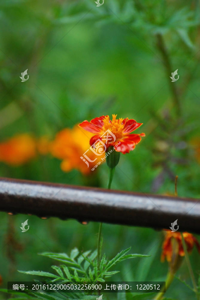 雨后花