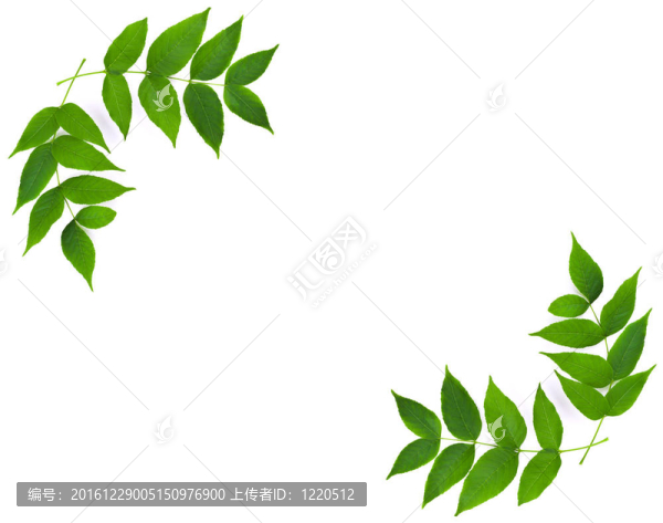 分支架