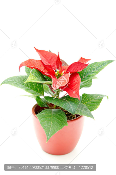 一品紅圣誕星星花；白色隔離