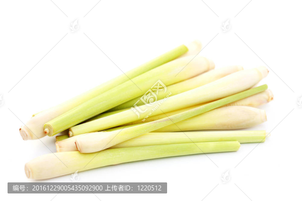 檸檬草