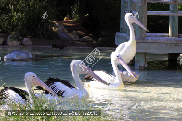 四澳大利亞鵜鶘游泳/站在一排-,Pelecanus,Conspicillatus