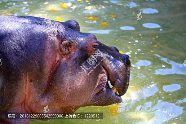 Hippopotamus,Amphibius吃了一個(gè)南瓜。澳大利亞阿德萊德動(dòng)物園；
