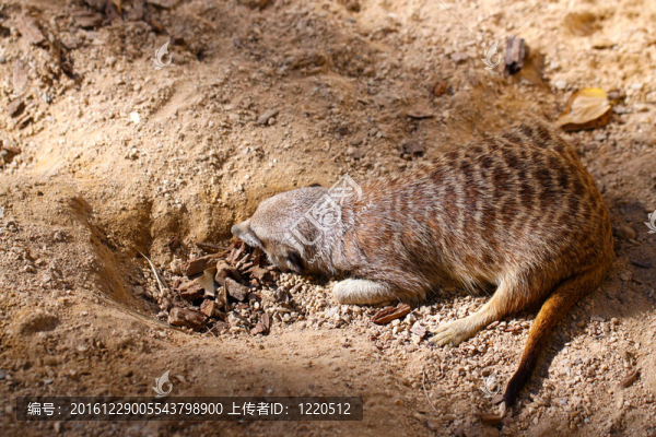 海島貓鼬（授權）偽裝在污垢-,Suricata,suricatta
