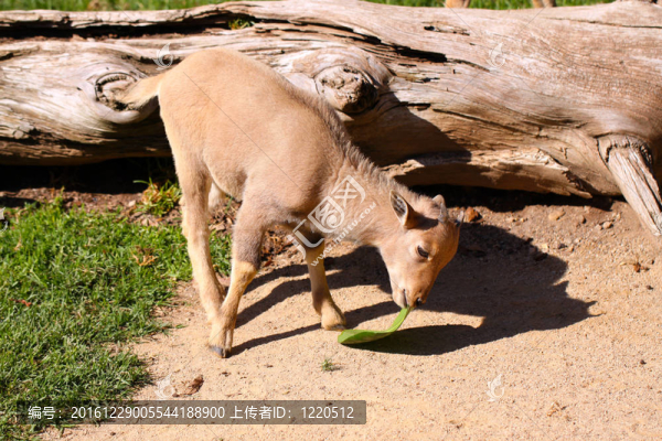 Baby,Barbary,Sheep（2月齡）試圖吃葉子。澳大利亞阿德萊德動物園；