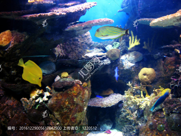 多姿多彩的水族生活