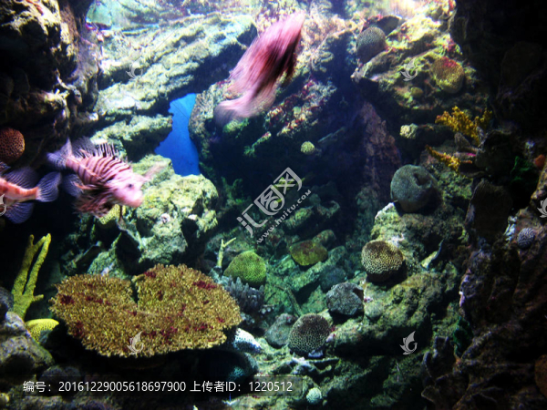 多姿多彩的水族生活