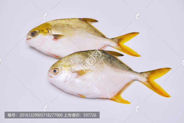 兩條鯧魚