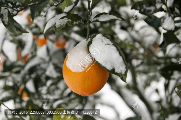 雪橙樹