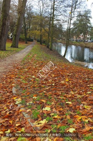 公園路上的樹葉