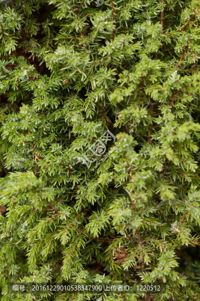 分支機(jī)構(gòu)Juniper,-背景