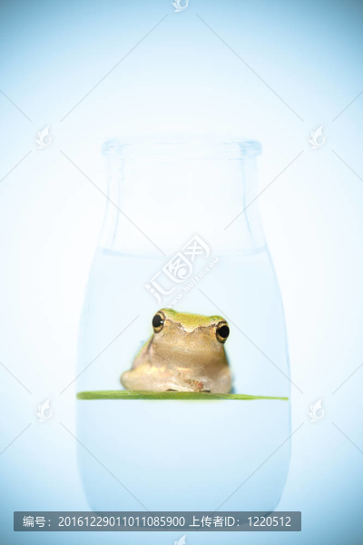 瓶中青蛙