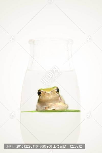 瓶中青蛙